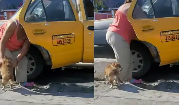 Mujer paga servicio de taxi para que su perrito regrese solo a casa y mascota se vuelve viral