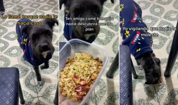 Perrito pide comida en un restaurante y comensal le sirve arroz chaufa con croquetas