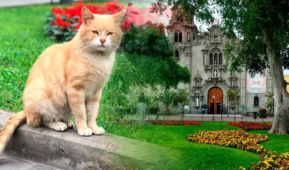 Miraflores: reportan ola de envenenamiento de gatos en parque Kennedy