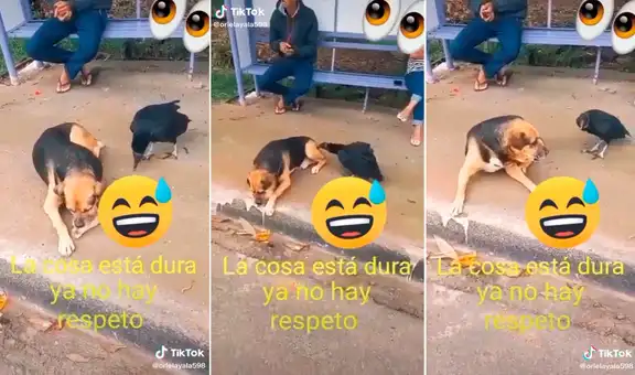 Gallinazo intenta ‘comerse’ a un perrito que estaba descansando y provoca la furia del can