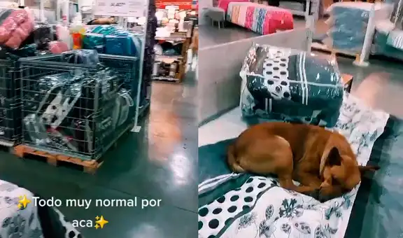 Cliente entra a centro comercial y encuentra a un perrito durmiendo en la sección de camas