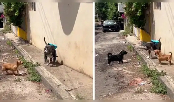 Perrito sale a pasear con su mochilita, pero otros canes se ‘burlan’ de su nuevo accesorio