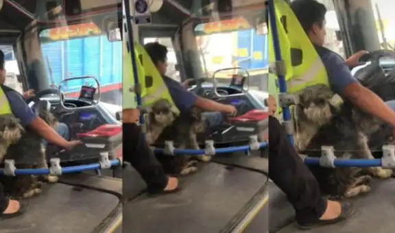 Chofer de micro enternece a pasajeros al llevar a sus perritos en la parte delantera del carro