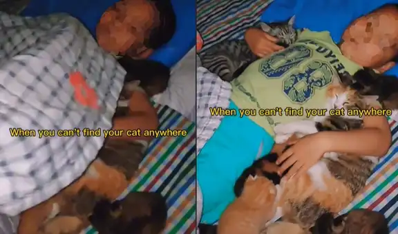 Mujer descubre que su hijo se durmió con todos sus gatos para abrigarlos con una colcha