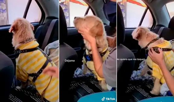 Perrito se enoja con su dueña por llevarlo al dentista y le da la espalda para no verla