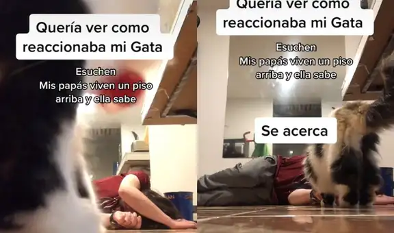 Joven finge desmayarse ante su gato para ver su reacción y este sorprende con su comportamiento