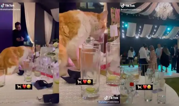 Gatito aprovecha para tomarse una bebida cuando todos bailaban en la fiesta de matrimonio