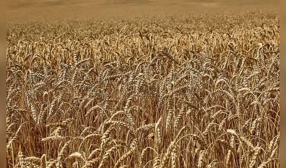 FAO mantiene previsiones de producción mundial de cereales para la temporada 2023-2024