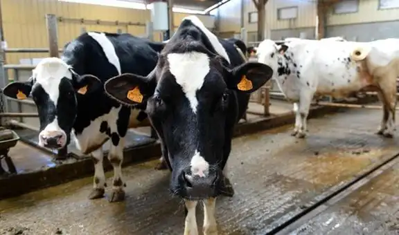 ¡Indignante! Personas atacan a vacas luego de que el camión que las transportaba se volcara