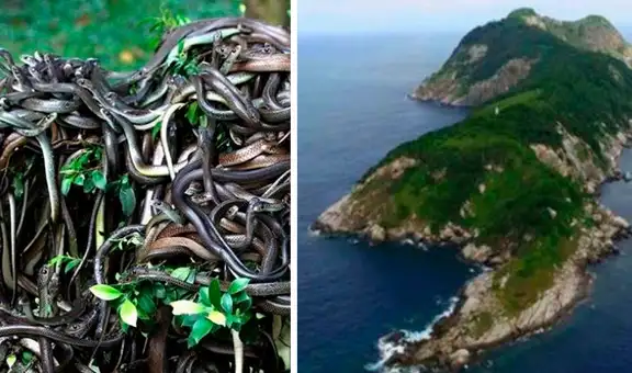 Isla de las cobras: el paraíso prohibido para humanos por ser el más peligroso del mundo