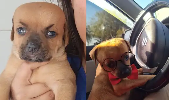 Conoce a Chupete, el perrito que nació con hidrocefalia y se ganó el corazón de miles en las redes