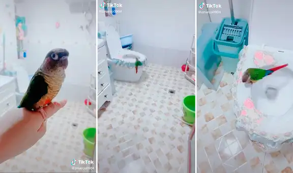 Habilidad de un loro para usar el baño solo  sorprende a usuarios en redes