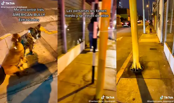 Joven encuentra 3 perritos extraviados y les hace compañía hasta que su dueño aparezca