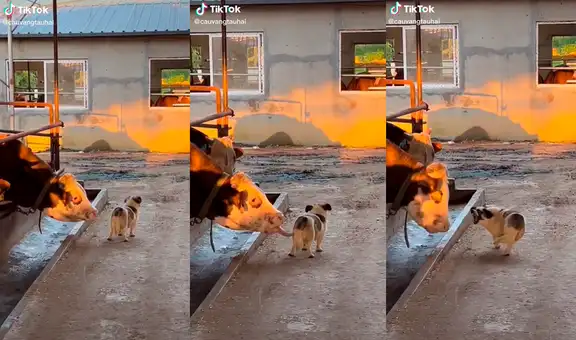 Perrito debía cuidar unas vacas, se distrae un segundo y una de ellas le da un lengüetazo