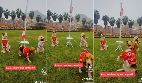 Fiestas Patrias: perrito iza la bandera del Perú en 28 de julio y escena se vuelve viral