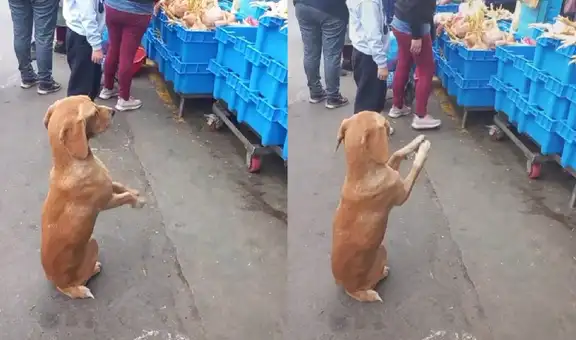 Perrito pide ‘por favor’ a comerciante que le regale un poco de comida, pero ella se lo niega