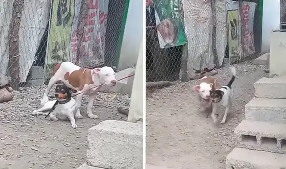 Perro ayuda a su ‘amigo’ que estaba atado y lo libera para que jueguen juntos en la calle