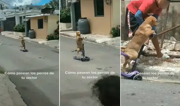 Perro se divierte con su dueño al subirse a scooter y deslizarse por la calle como un niño