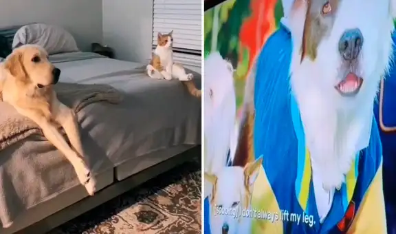 Inusual comportamiento de un perro y un gato al ver película de animales impacta en redes