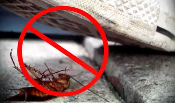 ¿Cuáles son los verdaderos motivos por los que no debes pisar las cucarachas?