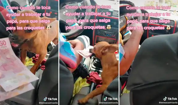 ‘Chiqui’, la perrita que ayuda a su dueño trabajando como cobradora dentro de taxi