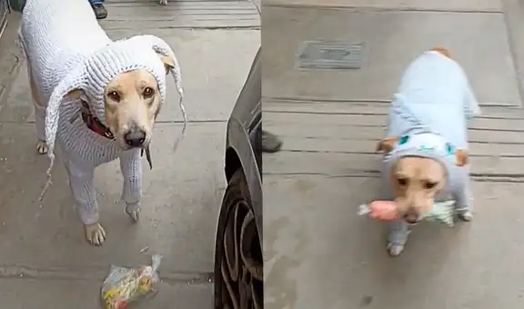 Perritos van a comprar bien abrigados y cargan las bolsas de verdura en el hocico