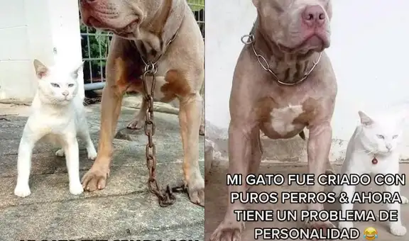 Gato es criado junto a pitbulls y su dueña cree que felino tiene problemas de personalidad