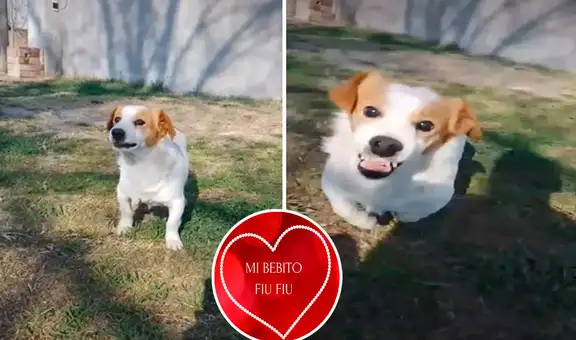 Perro odia la canción “Mi bebito fiu fiu” y ataca a su dueño cuando escucha que la corea  