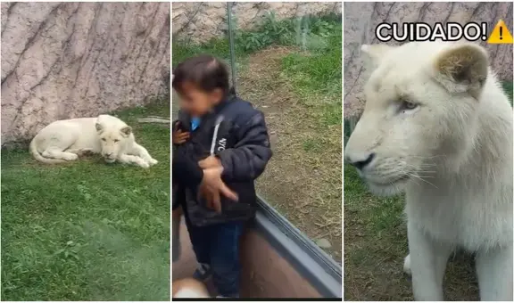 León blanco descubre que niño traspasa barrera de seguridad y se dirige ferozmente hacia él