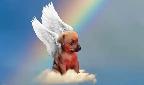 “Gracias por todo”: fallece Chupete, el perrito con hidrocefalia cuya adopción se volvió viral