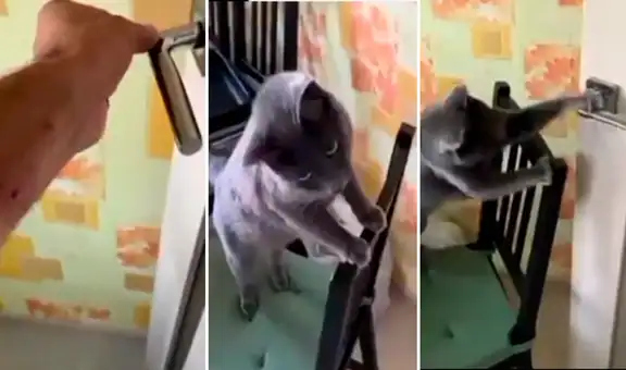 Astucia de un gato deja impresionados a miles al resolver un problema para obtener comida