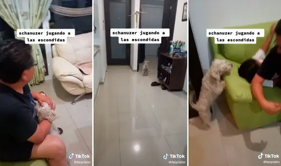 Perrita juega a las escondidas con su dueña, espera que cuenten hasta 20 y sale a buscarla