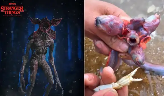 ¿Demogorgon en la vida real? Captan misteriosa criatura marina que alborota las redes