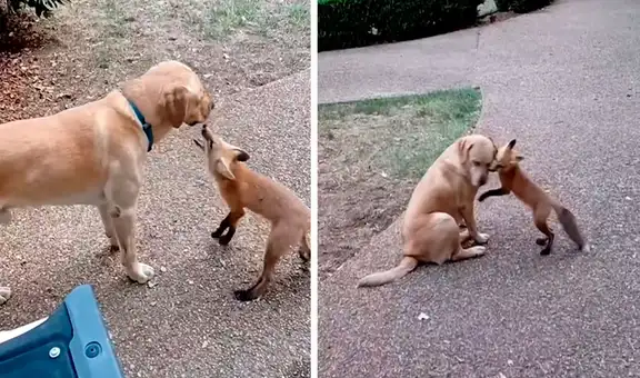 Hombre libera a zorro que cuidó desde bebé, pero este regresa a diario para jugar con sus perros