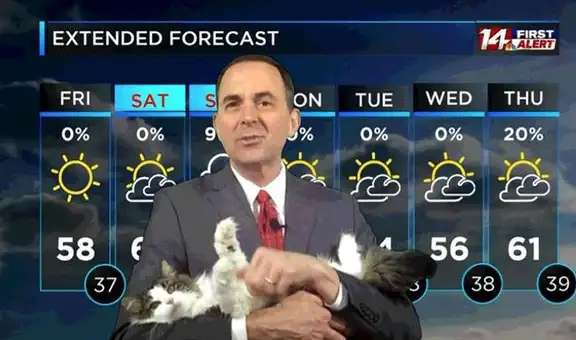 Gatita ‘presenta’ el clima junto a su dueño a diario y se roba todas las miradas