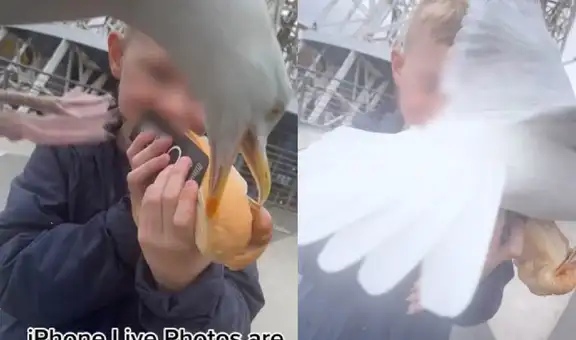 Gaviota aprovecha la distracción de un niño para robarle el pan con hot dog que compró