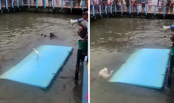 Tiburones intimidan a la estrella del show y causan gran susto en el público
