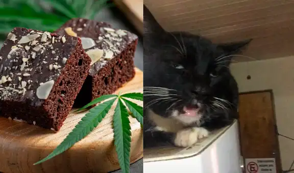 Gatito consume ‘happy brownies’ por accidente y su reacción genera preocupación