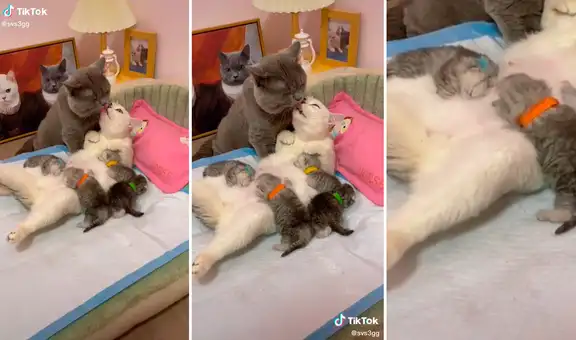 Pareja de gatos se convierten en padres y demuestran su gran amor en redes