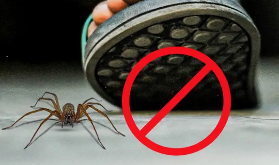 ¿Por qué razones no debes matar a las arañas que encuentras en tu casa?