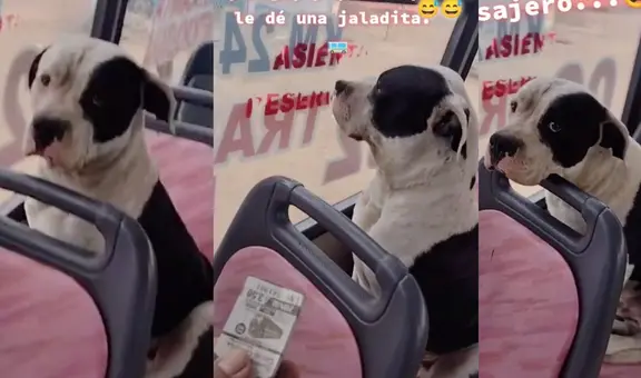 Perrito sube a bus de transporte público y cobrador le exige pagar pasaje: “No se haga el dormido”