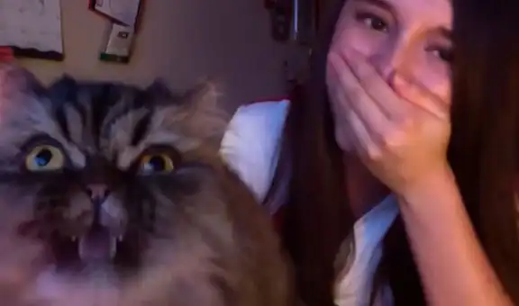 Gato interrumpe la clase de su dueña y se pone frente a la cámara para cantar ópera con ella