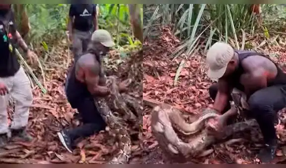 Hombre intenta atrapar a serpiente pitón y esta sorprende con su reacción