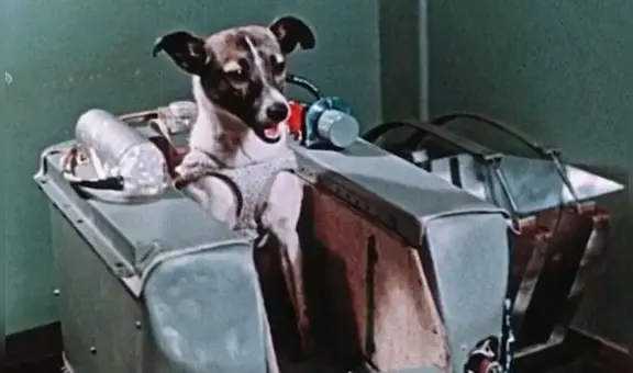 ¿Qué pasó con el cuerpo de Laika, la perrita rusa que fue enviada a morir al espacio?