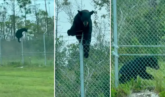 Oso negro burla la seguridad de una base aérea en EE. UU. en solo 34 segundos