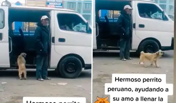 Perrito ve que la combi de su dueño está vacía y comienza a ‘llamar’ a pasajeros en plena avenida