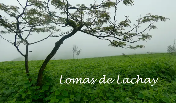Lomas de Lachay: ¿cuánto cuesta, cómo llegar y cuál es la mejor época para visitar la reserva nacional?