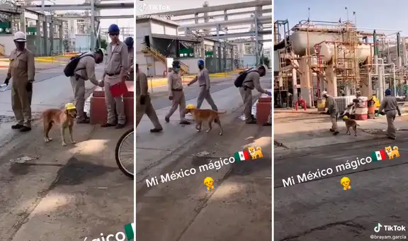 Trabajadores colocan casco a su perrito para protegerlo de accidentes en una obra