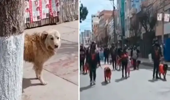 Realizan desfile de mascotas y perro callejero se pone triste al ver que todos tienen dueño