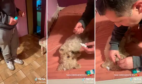 Perrita obedece a su dueño y se acuesta en la cama para que le curen sus ojos